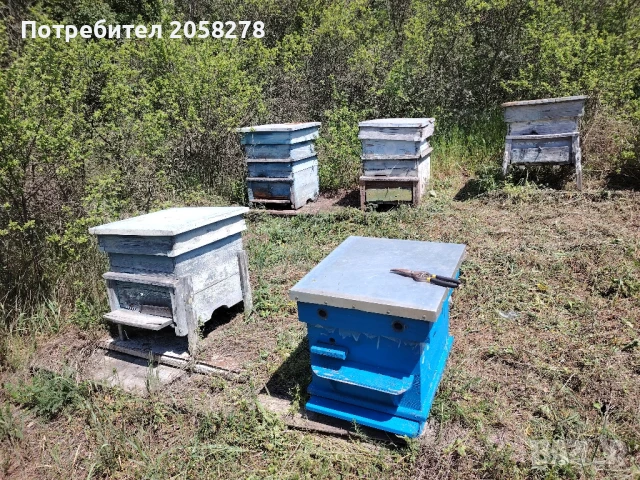 Пчелни кошери и оборудване , снимка 3 - Надомна работа - 51182122