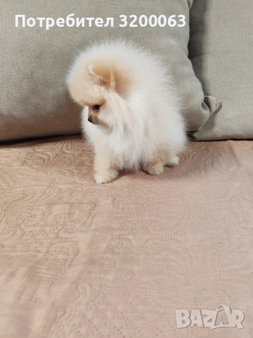 Померанчета мини женски , снимка 5 - Померан - 53249300