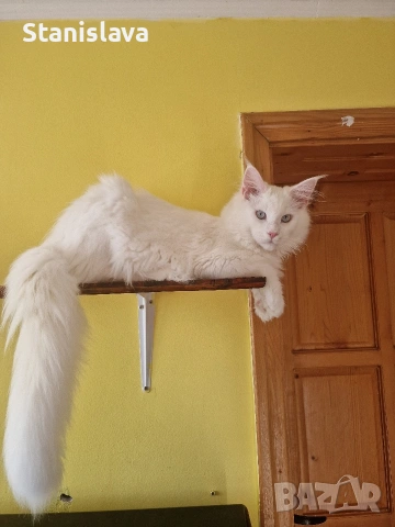 котенца Мейн Куун