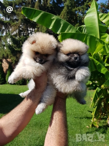 Померан померанчета свободни!, снимка 6 - Померан - 51699800