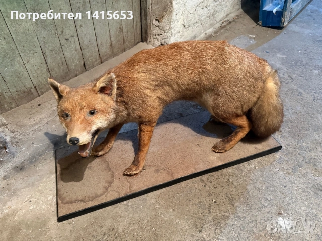 Продавам препарирана лисица