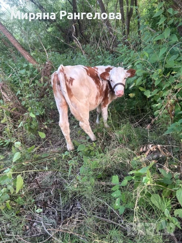 ПРОДАВАТ СЕ ТЕЛЕТА!!!, снимка 1