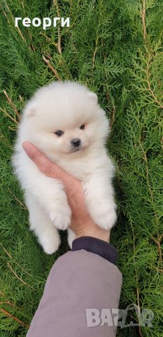 Померан померанче, снимка 9 - Померан - 32224916