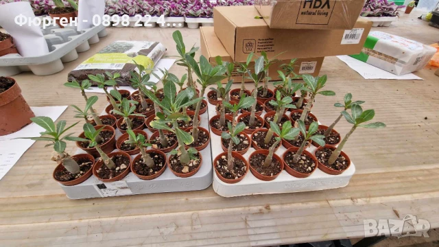 ПУСТИННА РОЗА - АДЕНИУМ, снимка 7 - Разсади - 51116502