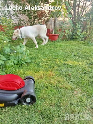 Сао Алабаи на 6 месеца 800лв, снимка 1
