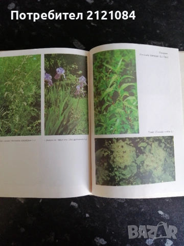 Билките в България и използването им , снимка 2 - Българска литература - 53220247