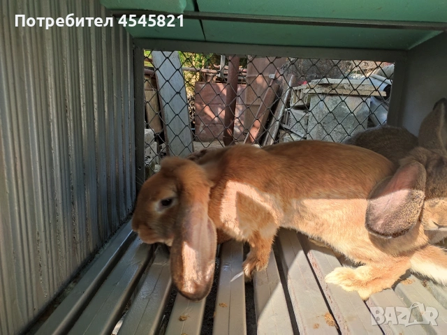 Френски кочовати зайци, снимка 4 - Други - 53485537