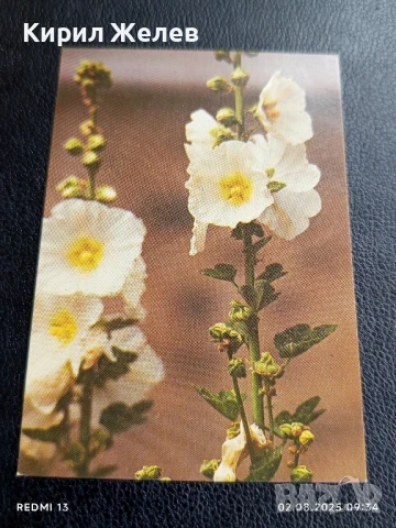 Старо календарче серия ЦВЕТЯ много красиво за КОЛЕКЦИЯ ДЕКОРАЦИЯ 31443, снимка 3 - Колекции - 51223946