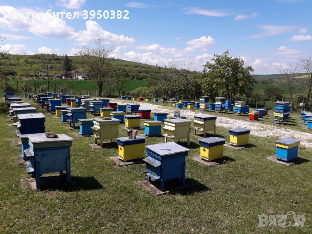 Продавам пчелни отводки , снимка 1 - За пчели - 43953511