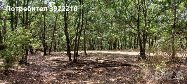 Продавам 100дка гора , снимка 5 - Земеделска земя - 52371724