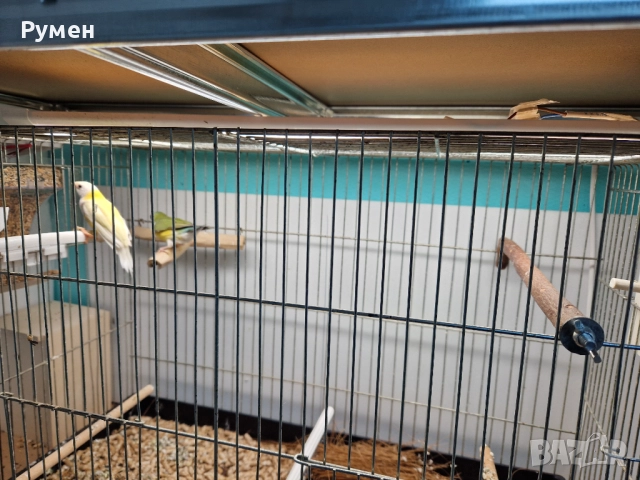 Гулдови амадини чифтове, снимка 4 - Амадини - 52976074