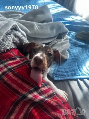 ДЖАК РЪСЕЛ ВИДИН-ЖЕНСКО КУТРЕ 250ЛВ ЗА БРОЙ 2110251434, снимка 6 - Джак ръсел териер - 52131138