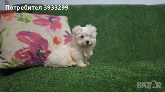 Малтийска болонка мини момиче