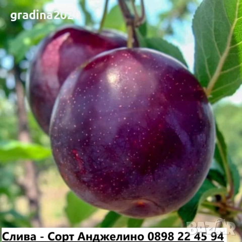 Слива - Налични 4 сорта Анджелино ,Черен диамант (Блек Даймънд) , Черен Сплендор - BLACK SPLENDOR и 