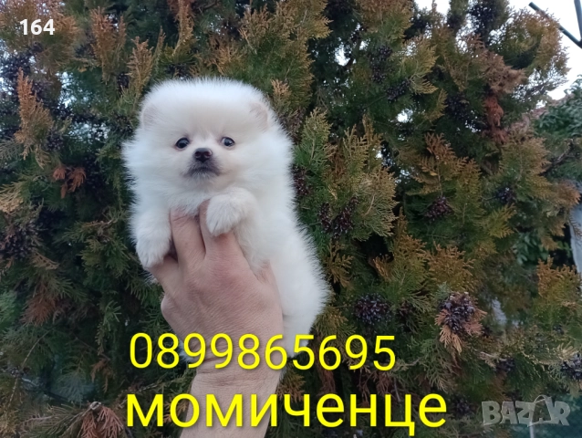 Женски Померани. Реални снимки от 22.12.25 г, снимка 11 - Померан - 52829028