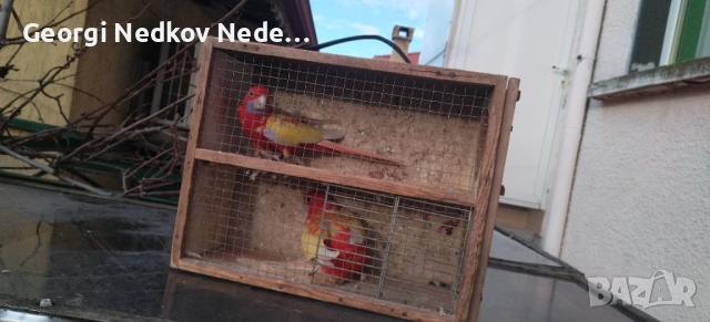 Продавам пенантови розели златен пастел , снимка 12 - Папагали - 52970351