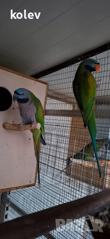 Папагали Китайски Александър/ двойка, снимка 6 - Папагали - 52930682