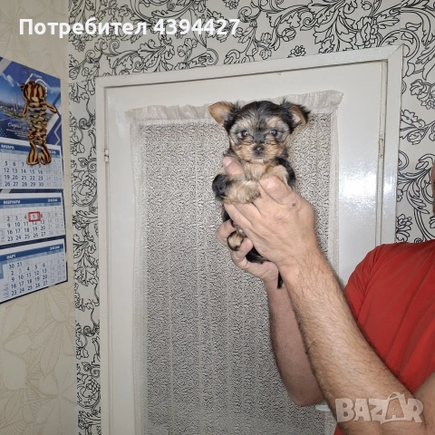 Мини йорки момиченце, снимка 3 - Йоркширски териер - 53384672
