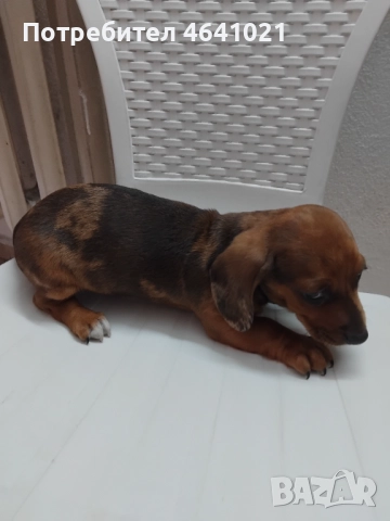 Дакел мерле , снимка 1