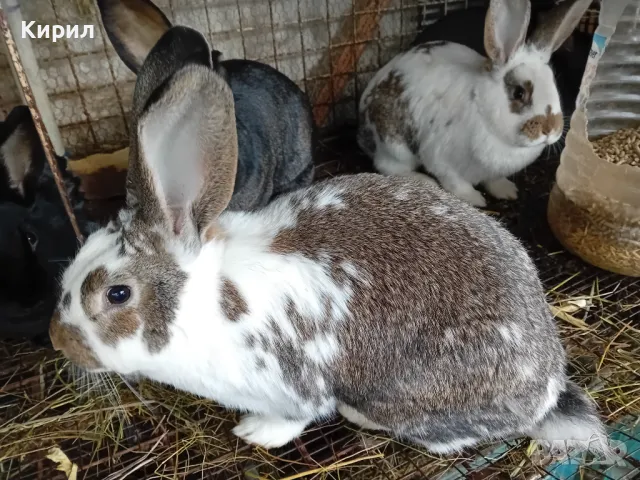 Зайци, снимка 9 - Други животни - 48005558