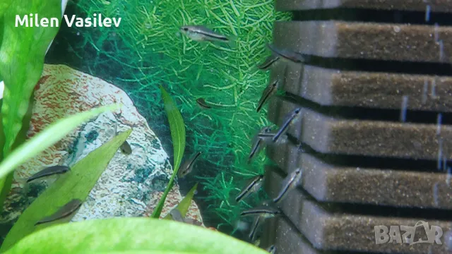 Corydoras Pygmaeus – Коридорас Пигмей, снимка 3 - Рибки - 50276036