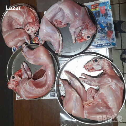 Продавам Зайци Белгийски великан, снимка 4 - Други животни - 53133687