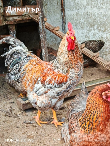 Разплодни яйца от Билефелдер , снимка 5 - Кокошки и пуйки - 48921428