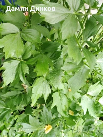 БИО Мащерка, Девесил и Розмарин, снимка 2 - Други - 51139492