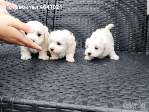 Мини малтийски болонки, снимка 5 - Болонка - 52388717