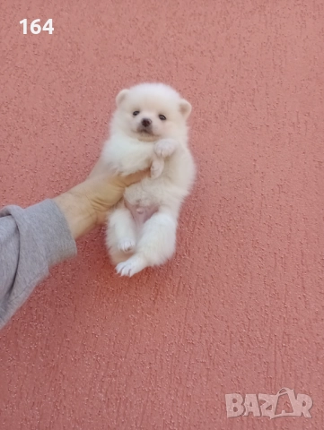 Мъжки Померан. Реални снимки от 29.12.25 г., снимка 3 - Померан - 52809054