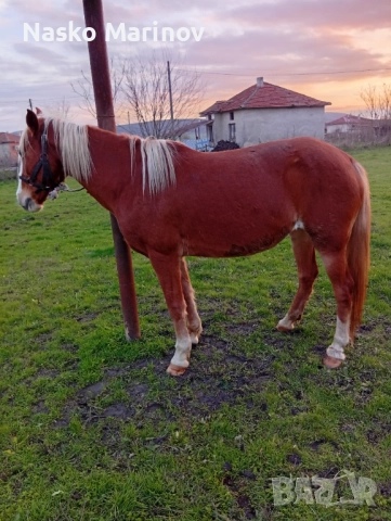 5г кобила , снимка 2 - Коне - 52724804