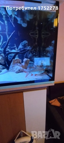 Bardo tinfoil tamanho 15+ см. 80лв., снимка 5 - Рибки - 52595747