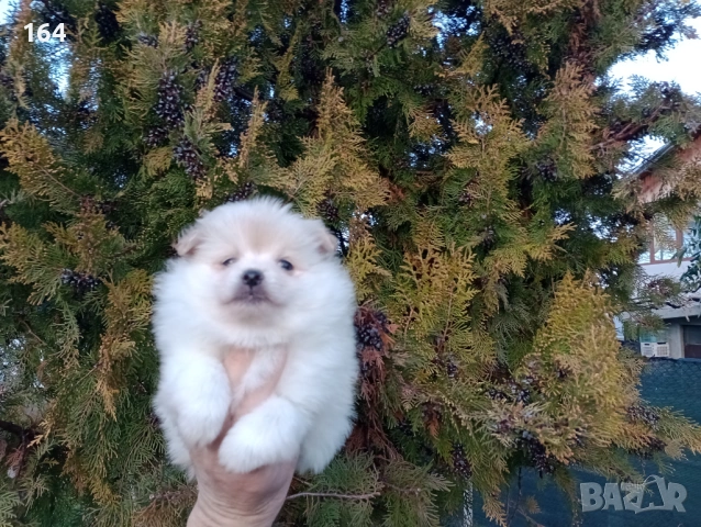 Женско Померанче. Реални снимки от 15.02.26 г. 