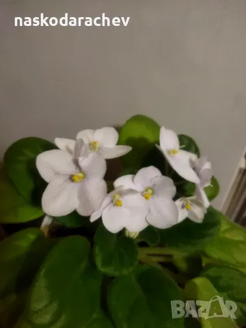 Теменужка, теменужки, сенполия снежно бяла, бял цвят, снимка 2 - Стайни растения - 48424077