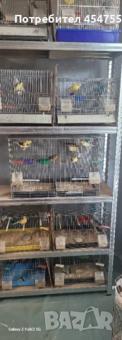 Певчевски канари, снимка 2 - Канари - 51177839