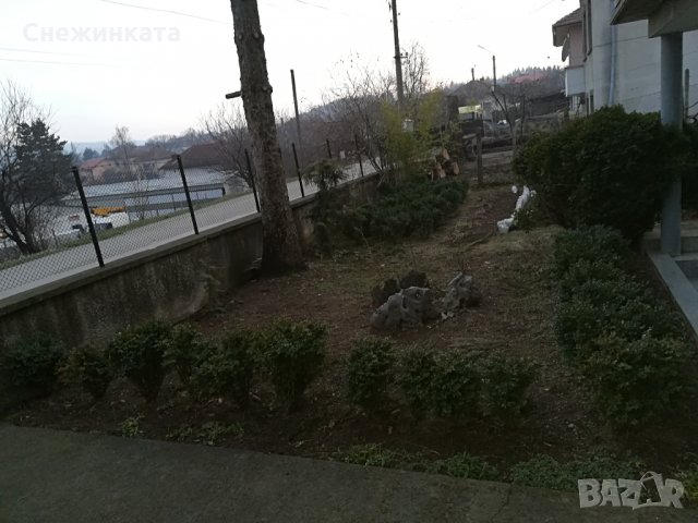 Красиви големи и пухкави чемшири , снимка 3 - Градински цветя и растения - 32403960