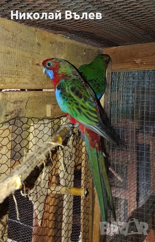 Млада двойка червени пенанти, снимка 11 - Папагали - 53304901