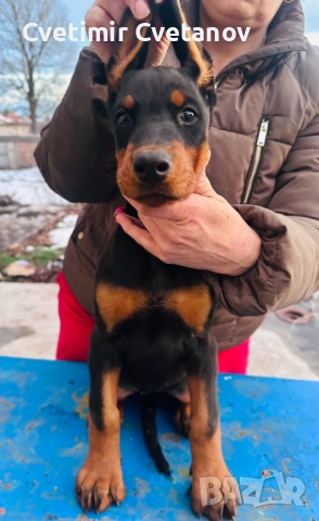 Доберманчета с родословни родители, снимка 5 - Доберман - 52974860