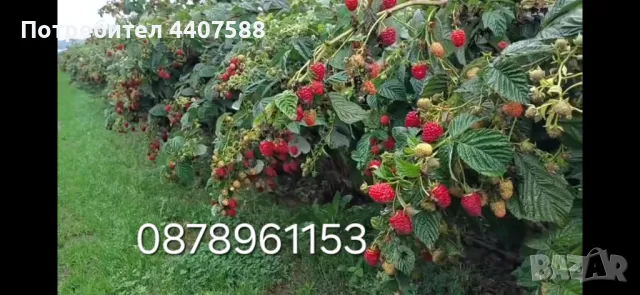 Разсад ягоди целогодишни , снимка 17 - Разсади - 49884414