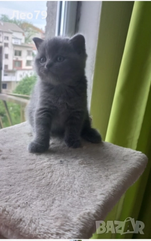 британска късокосместа 550лв , снимка 4 - Британска късокосместа - 52842750