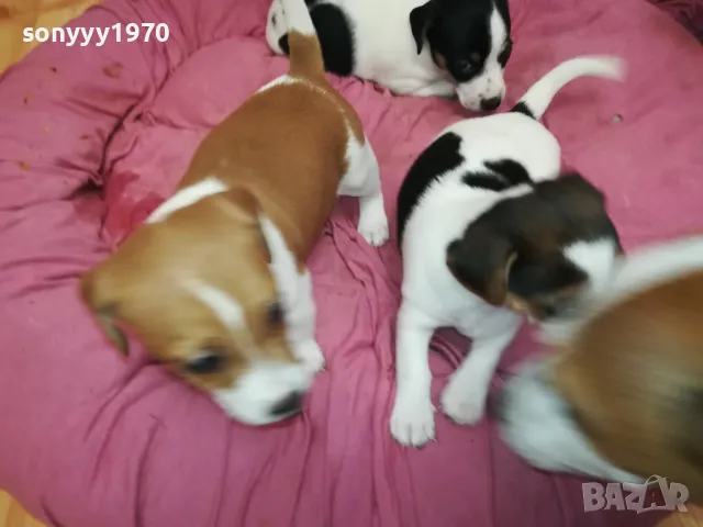 ДЖАК РЪСЕЛ-БЕБЕТА ДЖАКОВЕ-ВИДИН 0302251844, снимка 2 - Джак ръсел териер - 48948026