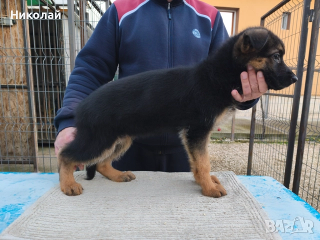 Малки немски овчарки, снимка 5 - Немска овчарка - 51923790