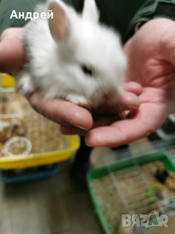 Мини декоративни зайчета, снимка 3 - Декоративни зайчета - 53425212