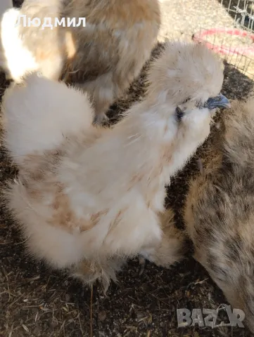 Копринки, снимка 1