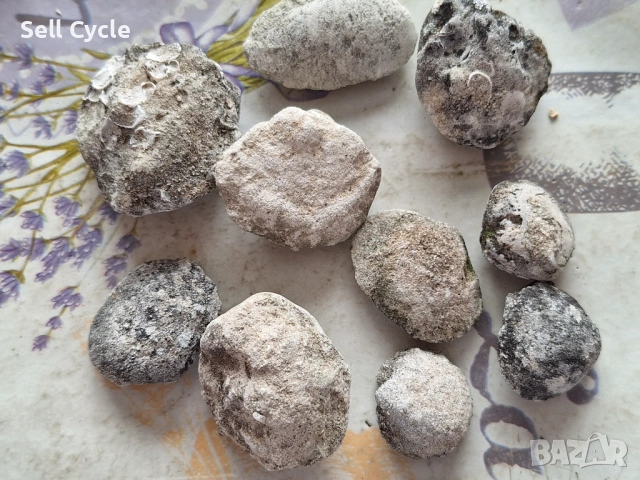 ✅ФОСИЛИ НА МИДИ - ПРОВАДИЯ❗, снимка 2 - Колекции - 53431758