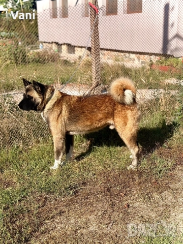 Мъжка Америкаска акита , снимка 5 - Акита - 51826673