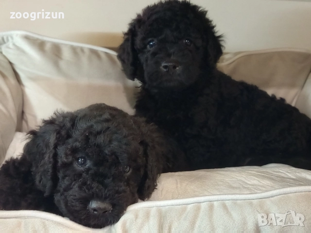 Малки пудели кавапу, снимка 2 - Пудели - 52238826