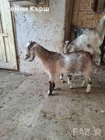 Англо-нубийски яренца, снимка 1