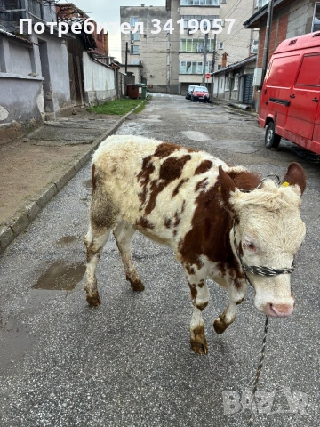 Женско теле млечен симентал на 8 месеца, снимка 2 - Крави - 53578515