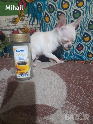 Продавам чихуахуа, снимка 2 - Чихуахуа - 52654005